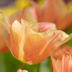 Tulip, Single Early Tulip, Single Late Tulip, Double Early Tulip, Double Late Tulip, Lily Tulip, Fringed Tulip, Greigii Tulip, Parrot Tulip, Spring Flowers